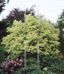 Picture of Acer platanoides 'Drummondii'