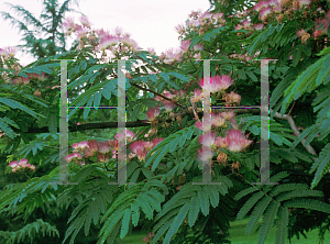 Picture of Albizia julibrissin 'Rosea'