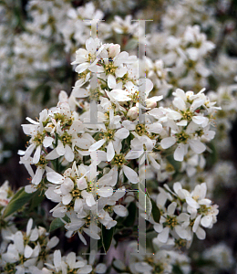 Picture of Amelanchier alnifolia 'Regent'