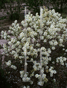 Picture of Amelanchier alnifolia 'Regent'