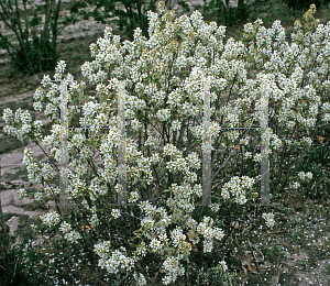 Picture of Amelanchier alnifolia 'Regent'