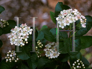 Picture of Aronia melanocarpa 'Viking'