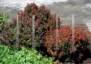 Picture of Berberis thunbergii 'Bagatelle'