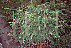 Picture of Berberis thunbergii 'Green Carpet'