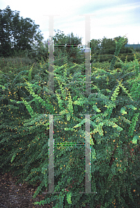 Picture of Berberis thunbergii 'Green Ornament'