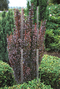 Picture of Berberis thunbergii 'Helmond Pillar'