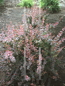 Picture of Berberis thunbergii 'Harlequin'