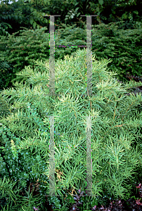 Picture of Berberis gagnepainii var. lanceifolia 'Fernspray'
