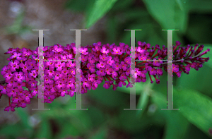 Picture of Buddleia davidii 'African Queen'