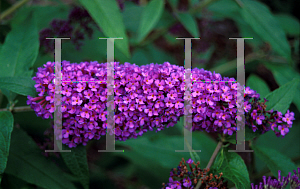 Picture of Buddleia davidii 'Border Beauty'