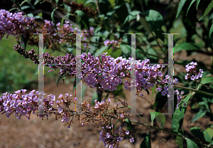 Picture of Buddleia davidii 'Bonnie'