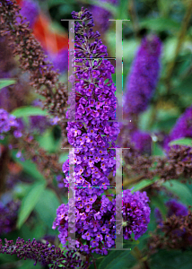 Picture of Buddleia davidii 'Empire Blue'