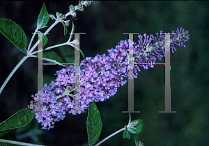 Picture of Buddleia davidii 'Cornwall Blue'