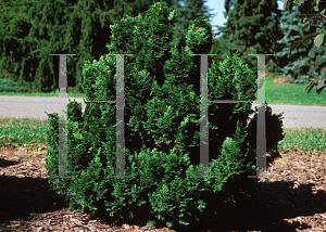 Picture of Chamaecyparis obtusa 'Nana Gracilis'