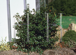 Picture of Ilex x meserveae 'Mesod (China Boy)'