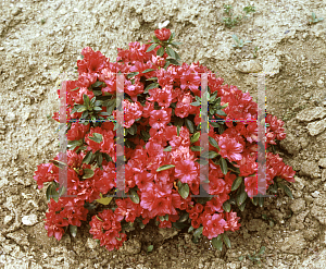 Picture of Rhododendron (subgenus Azalea) 'Hershey Red'