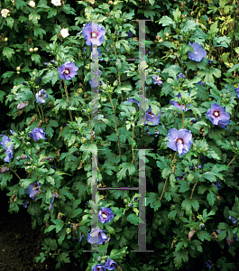 Picture of Hibiscus syriacus 'Blue Bird'