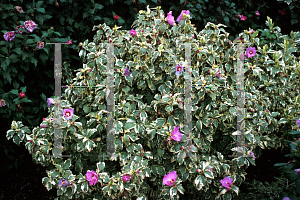 Picture of Hibiscus syriacus 'Meehannii'