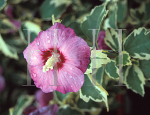 Picture of Hibiscus syriacus 'Meehannii'