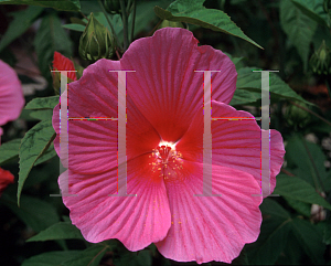 Picture of Hibiscus moscheutos 'Anne Arundel'