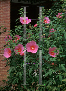 Picture of Hibiscus moscheutos 'Anne Arundel'