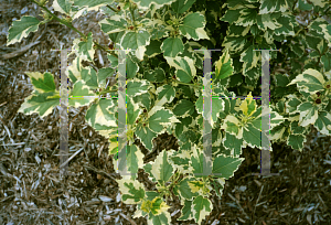 Picture of Hibiscus syriacus 'Purpureus Variegatus'