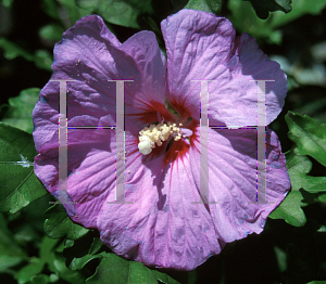 Picture of Hibiscus syriacus 'Armande'