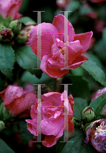 Picture of Hibiscus syriacus 'Puniceus Plenus'