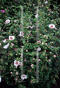 Picture of Hibiscus syriacus 'Monstrosus'