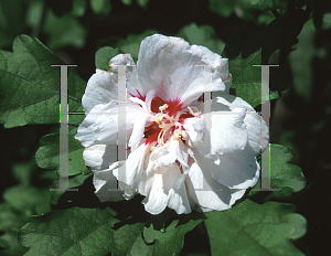 Picture of Hibiscus syriacus 'Ranululiflorus Plenus'