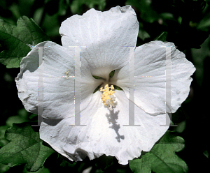 Picture of Hibiscus syriacus 'Snow Drift'