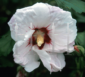 Picture of Hibiscus syriacus 'Melrose'