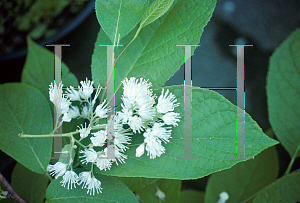 Picture of Pterostyrax hispida 