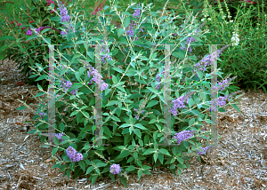 Picture of Buddleia  'Lochinch'