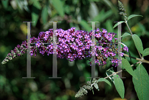 Picture of Buddleia davidii 'Miss Ellen'