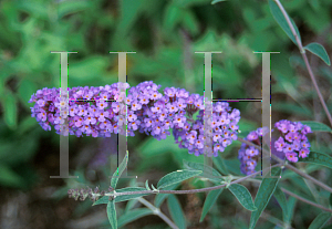 Picture of Buddleia davidii 'Nanho Blue'