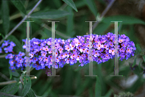 Picture of Buddleia davidii 'Nanho Blue'