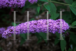 Picture of Buddleia davidii 'Orchid Beauty'