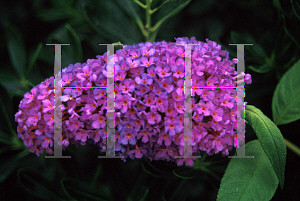 Picture of Buddleia davidii 'Nitche's Choice'