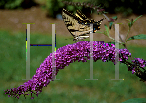 Picture of Buddleia davidii 'Purple Prince'