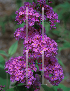 Picture of Buddleia x 'Opera'