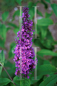 Picture of Buddleia x 'Princeton Purple'