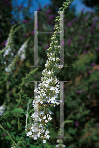 Picture of Buddleia davidii 'Peace'