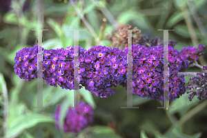 Picture of Buddleia davidii 'Black Knight'