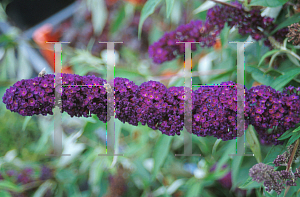 Picture of Buddleia davidii 'Black Knight'