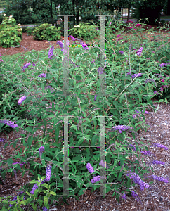 Picture of Buddleia davidii 'Ellen's Blue'