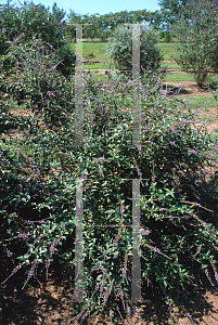 Picture of Buddleia lindleyana 'Miss Vicie'