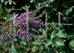 Picture of Buddleia lindleyana 'Glouster'