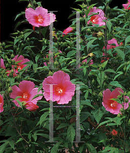 Picture of Hibiscus moscheutos 'Anne Arundel'