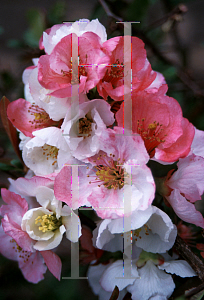 Picture of Chaenomeles speciosa 'Toyo-Nishiki'